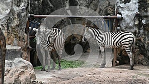 Zebras or Equus quagga at Dusit Zoo or Khao Din Wana park in Bangkok, Thailand