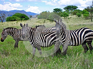 Zebras of Ethiopian savannah