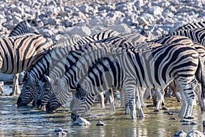 Zebras in Etosha