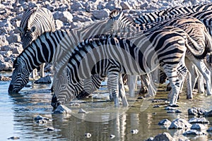 Zebras in Etosha