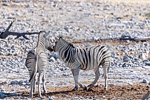 Zebras in Etosha