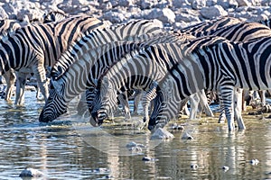 Zebras in Etosha