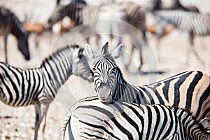 Zebras in Etosha Namibia