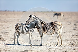 Zebras in Etosha Namibia