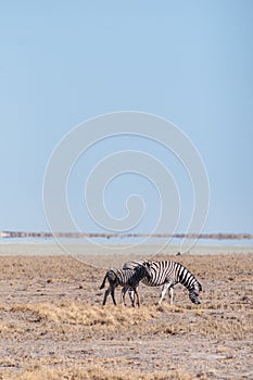 Zebras in Etosha National Park.