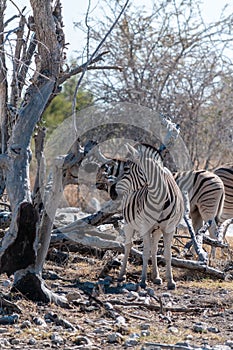 Zebras in Etosha National Park.