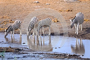 Zebras in Etosha National Park - Namibia