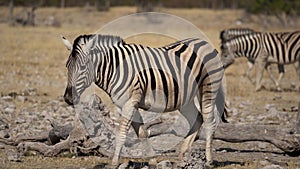 Zebras in the Etosha National Park in Namibia in Africa.