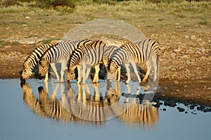 Zebras in Etosha NP, Namibia