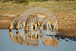 Zebras in Etosha NP, Namibia