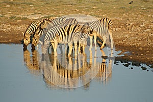 Zebras in Etosha NP, Namibia