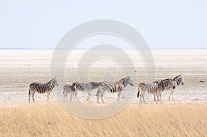 Zebras at Etosha Pan, Namibia