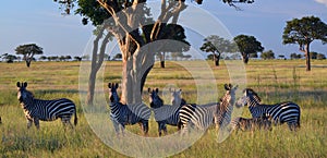 Zebras family portrait. Mikumi National Park, Tanzania