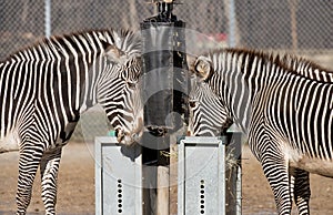 Zebras feeding at Brookfield Zoo