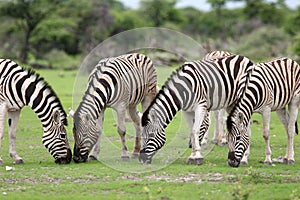 Zebras feeding with grass