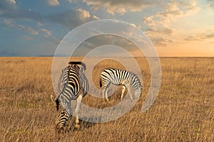 Zebras feeding in steppe, Askaniya-Nova, Kherson, Ukraine