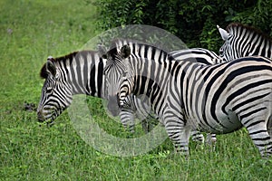 Zebras in a field