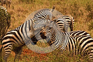 Zebras fighting in Nairobi National Park,Kenya