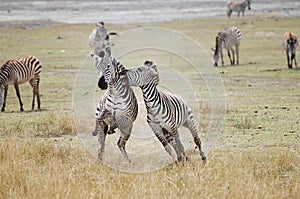 Zebras Fighting - Ngorongoro Crater - Tanzania