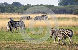 Zebras fighting in the Okavango Delta, Botswana, Africa