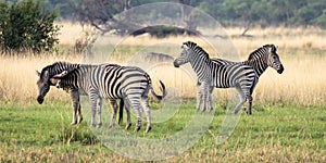 Zebras fighting in the Okavango Delta, Botswana, Africa