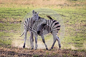 Zebras fighting in the Okavango Delta, Botswana, Africa