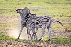 Zebras fighting in the Okavango Delta, Botswana, Africa