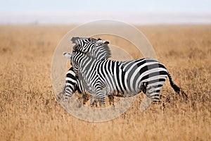 Zebras fighting in the savannah.