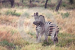 Zebras fighting