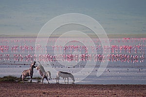 Zebras and flamingo in Ngorongoro