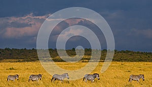 Zebras are following each other in the savannah. Kenya. Tanzania. National Park. Serengeti. Maasai Mara.