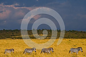 Zebras are following each other in the savannah. Kenya. Tanzania. National Park. Serengeti. Maasai Mara.