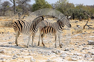 Zebras foraging on dry ground