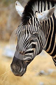 Zebras foraging on dry ground