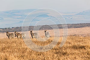Zebras Four Alert Landscape Wildlife