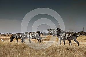 Zebras in a game park in Harare, Zimbabwe