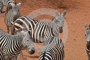 Zebras gather in the dust