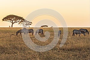 Zebras Gathering Together in Serengeti National Park, Tanzania