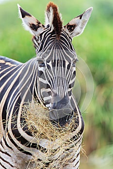 Zebras gaze grass in the open zoo