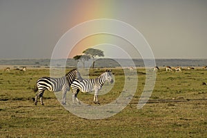 Zebras and gazelles grazing beneath rainbow, Kenya