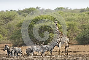 Zebras and a giraffe in deep savannah, kruger bushveld, Kruger national park, SOUTH AFRICA