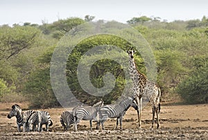 Zebras and a giraffe in deep savannah, kruger bushveld, Kruger national park, SOUTH AFRICA photo