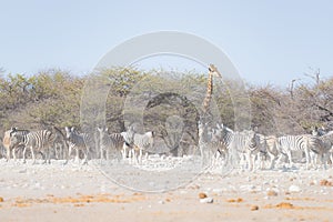 Zebras and Giraffe at Etosha National Park, travel destination in Namibia. Dust, soft light.