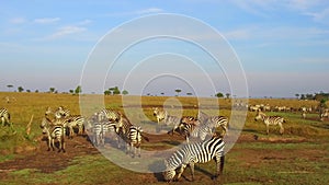 Zebras and giraffe grazing in savanna at africa