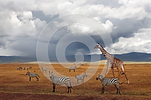 Zebras and giraffe in the Ngorongoro Crater. African safari. Tanzania.