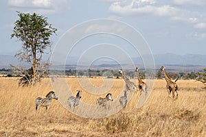 Zebras and giraffes