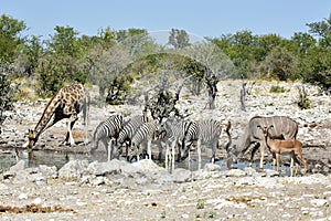 Zebras, Giraffes - Etosha, Namibia