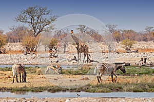Zebras and giraffes in Etosha National Parks, Namibia