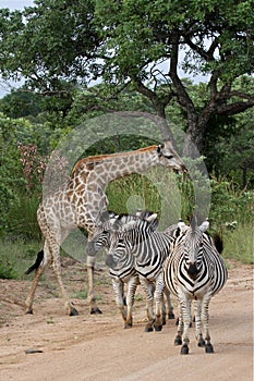 Zebras & Giraffes Kruger National Park, Africa