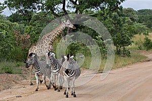 Zebras & Giraffes Kruger National Park, Africa